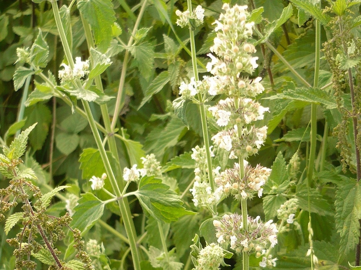 Nepeta cataria (Lamiaceae)